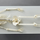Illustration for article titled A Textbook That Turns Into a Lifesize Paper Skeleton Should be Standard at Med Schoolsem/emem/em